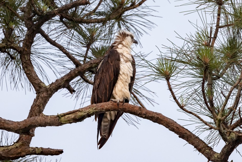 Osprey, 1/60 sec, f/7.1, 500 mm, ISO 500