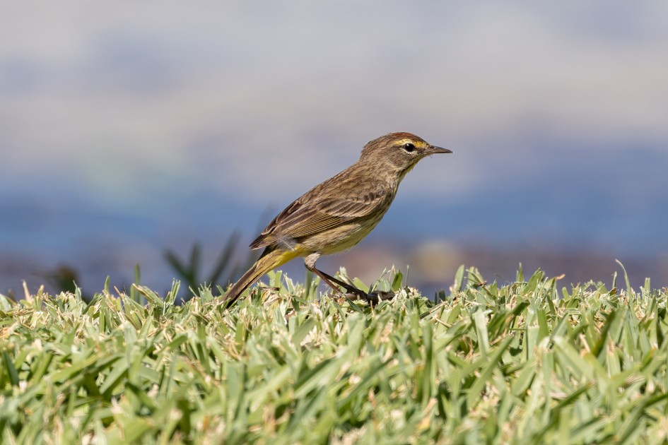 Palm Warbler, 1/640 sec, f/7.1, 500 mm, ISO 250