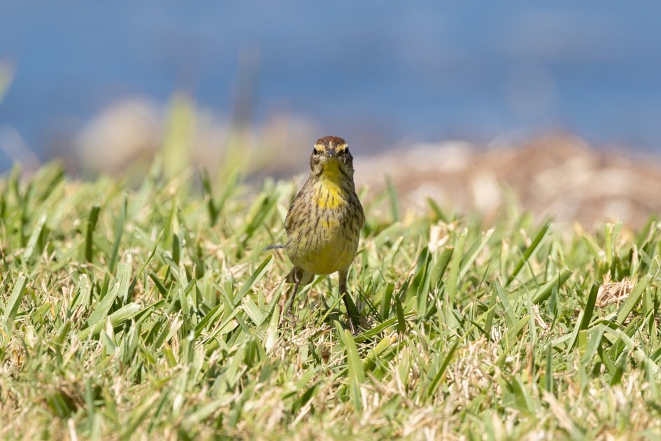 Palm Warbler , 1/640 sec, f/7.1, 500 mm, ISO 250