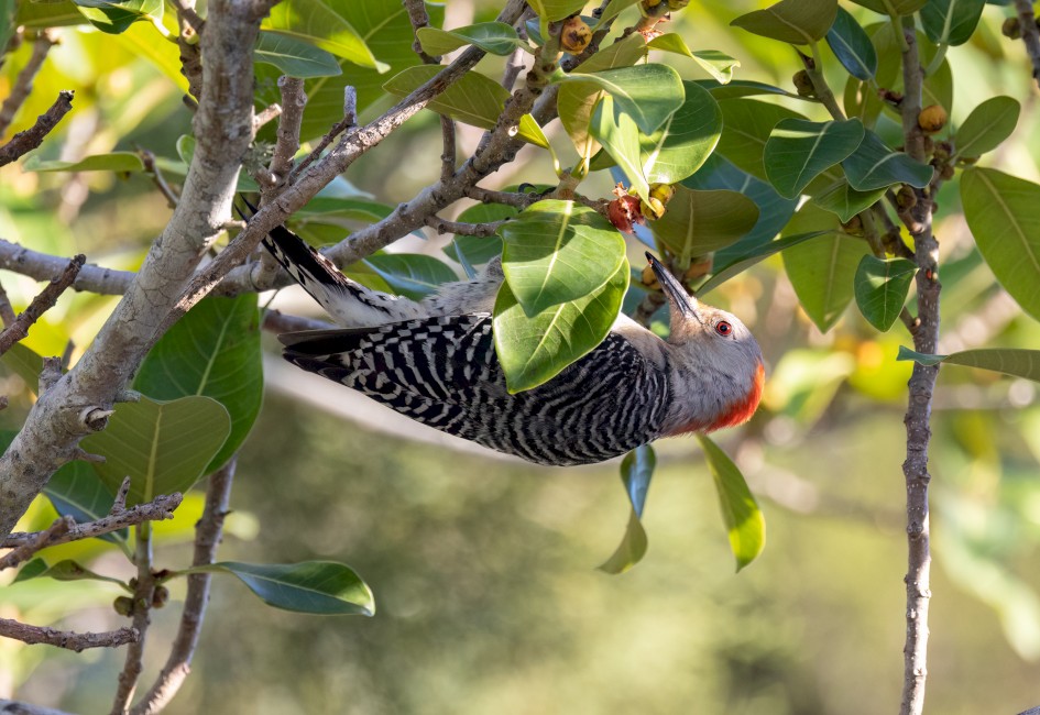 Red-bellied Woodpecker, 1/500 sec, f/7.1, 500 mm, ISO 2000
