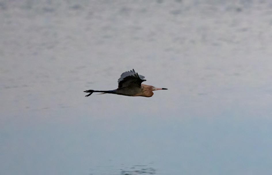 Reddish Egret, 1/500 sec, f/7.1, 500 mm, ISO 10000