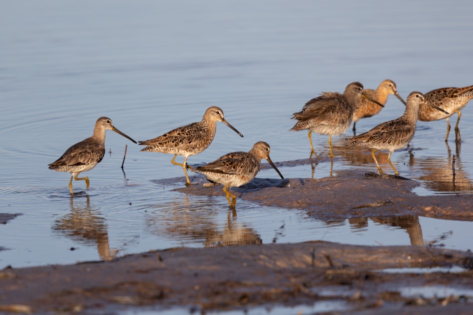Short-billed Dowitchers, 1/640 sec, f/7.1, 500 mm, ISO 160