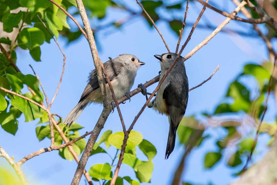 Tufted Titmice, 1/640 sec, f/7.1, 500 mm, ISO 500
