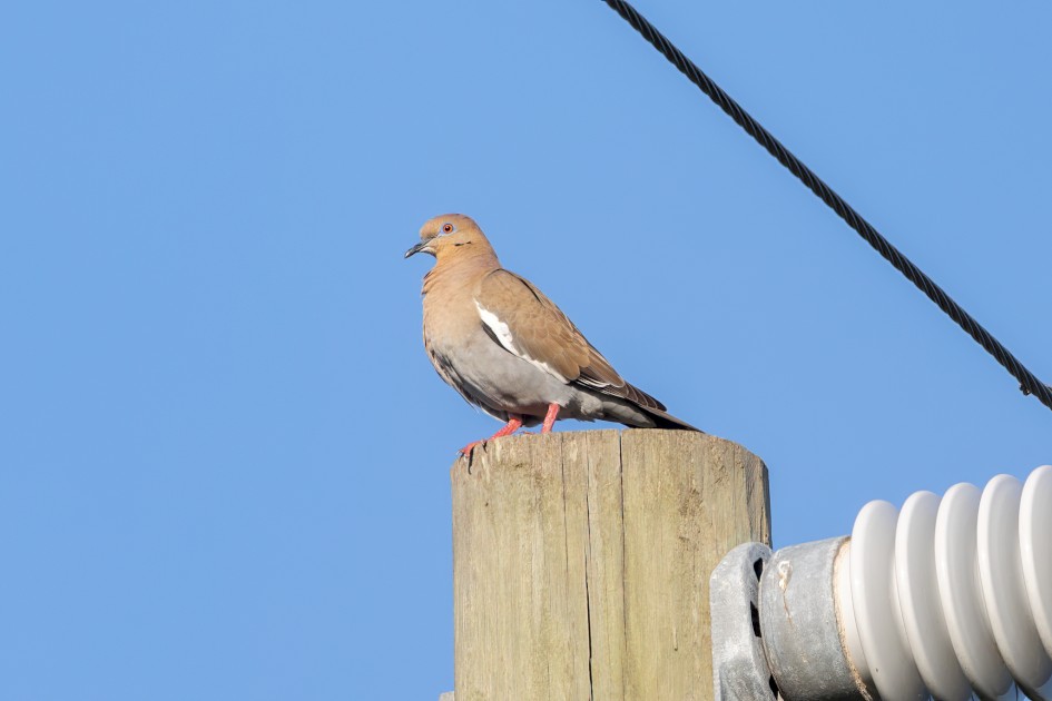 White-winged Dove, 1/640 sec, f/7.1, 500 mm, ISO 320