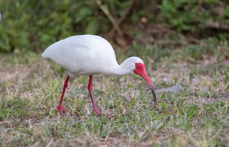 White Ibis, 1/640 sec, f/6.3, 400 mm, ISO 12800