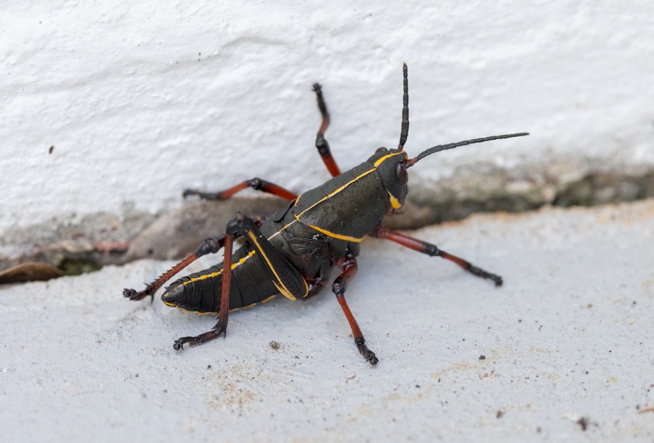 Eastern Lubber Grasshopper, 1/500 sec, f/7.1, 500 mm, ISO 2500