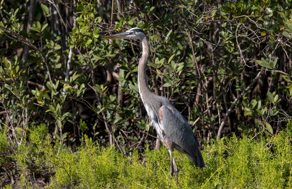 Great Blue Heron, 1/640 sec, f/5.6, 238 mm, ISO 125