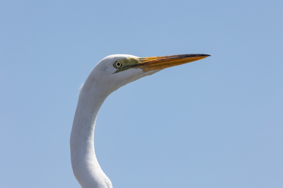 Great Egret-, 1/640 sec, f/25.0, 500 mm, ISO 1600