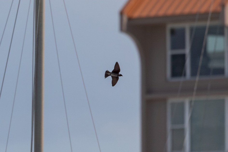 Purple Martin, 1/2500 sec, f/7.1, 500 mm, ISO 320