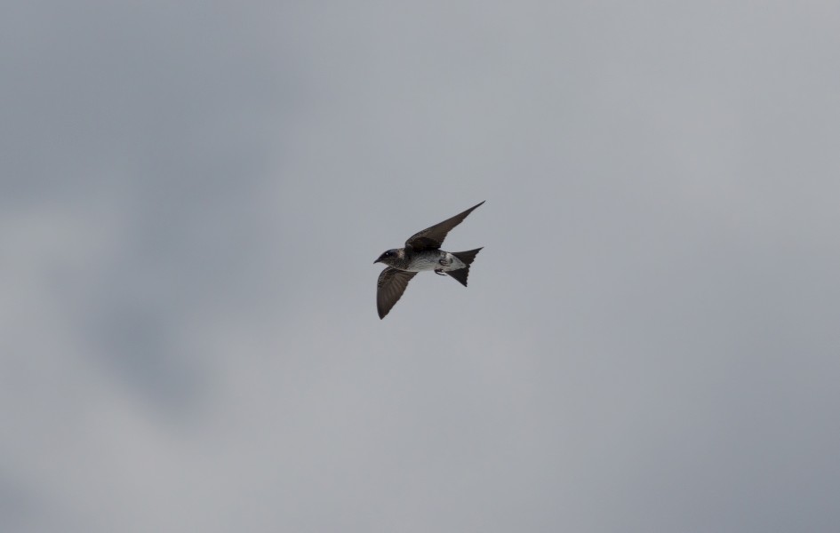 Purple Martin , 1/2000 sec, f/7.1, 500 mm, ISO 200