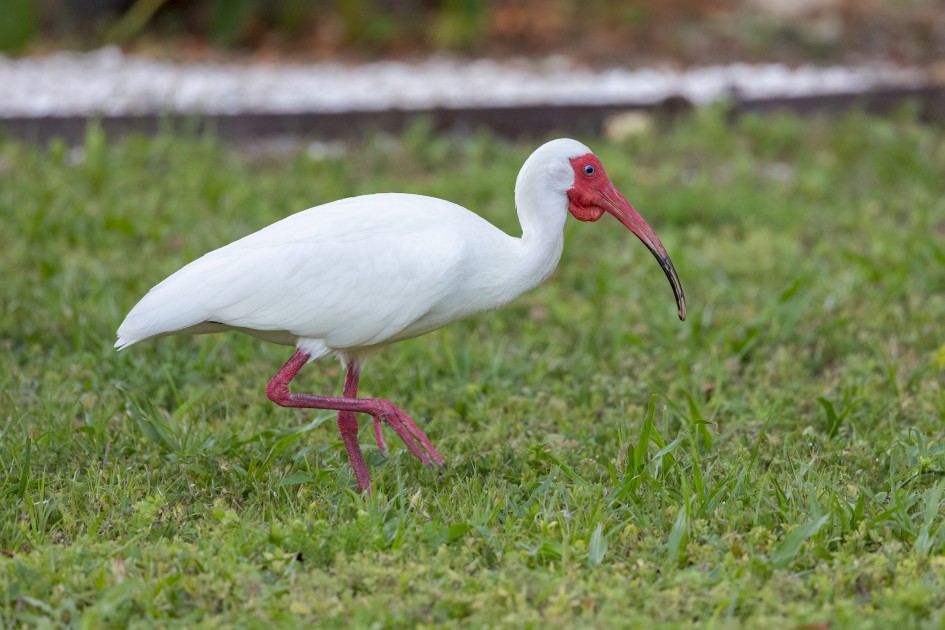 White Ibis In Garden, 1/500 sec, f/7.1, 500 mm, ISO 2000
