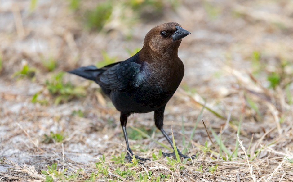 Brown-headed Cowbird, 1/2500 sec, f/6.3, 428 mm, ISO 2500