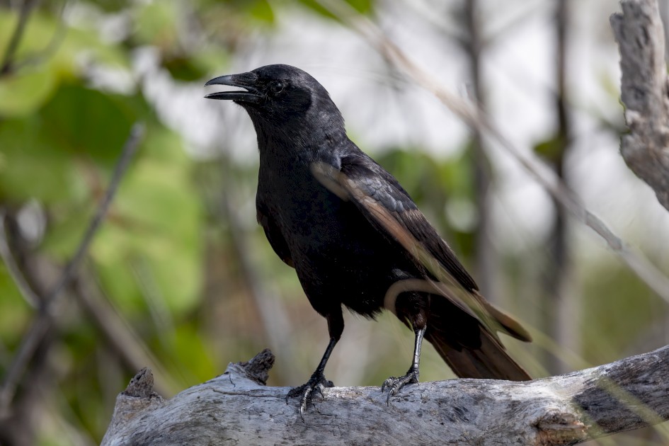 Fish Crow, 1/2500 sec, f/7.1, 500 mm, ISO 800