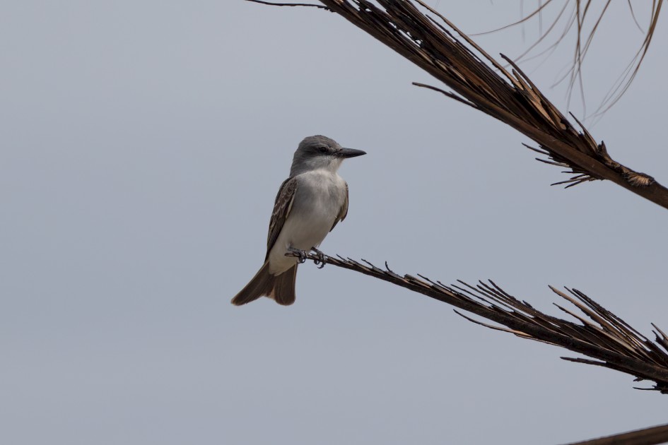 Gray Kingbird, 1/2500 sec, f/7.1, 500 mm, ISO 320
