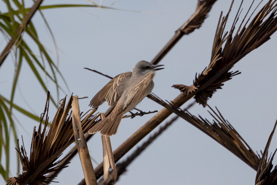 Gray Kingbird , 1/2000 sec, f/7.1, 500 mm, ISO 320