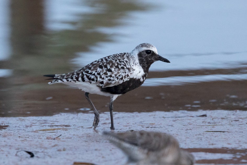 Grey Plover, 1/80 sec, f/7.1, 500 mm, ISO 8000