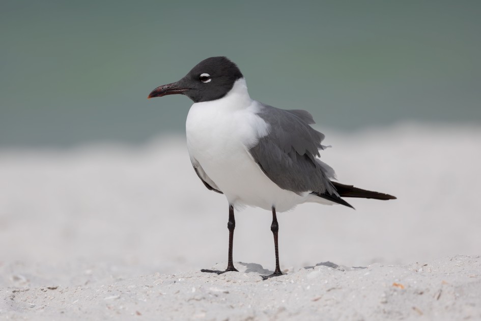 Laughing Gull, 1/2000 sec, f/7.1, 500 mm, ISO 200