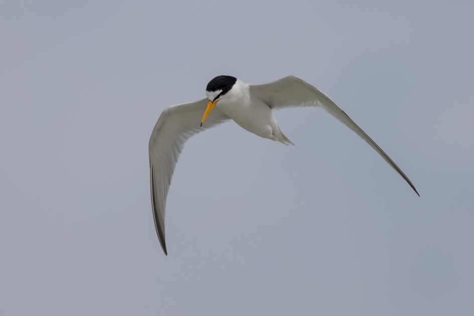 Least Tern-, 1/2000 sec, f/7.1, 500 mm, ISO 250