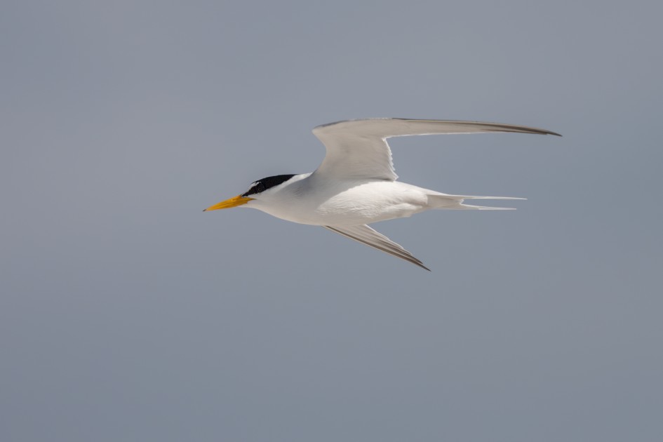 Least Tern, 1/2500 sec, f/7.1, 500 mm, ISO 250