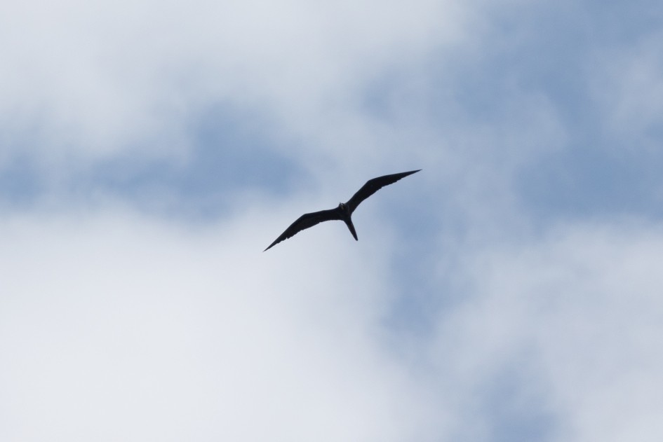 Magnificent Frigatebird, 1/2000 sec, f/7.1, 500 mm, ISO 320