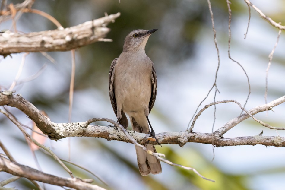 Northern Mockingbird-, 1/2000 sec, f/7.1, 500 mm, ISO 1600