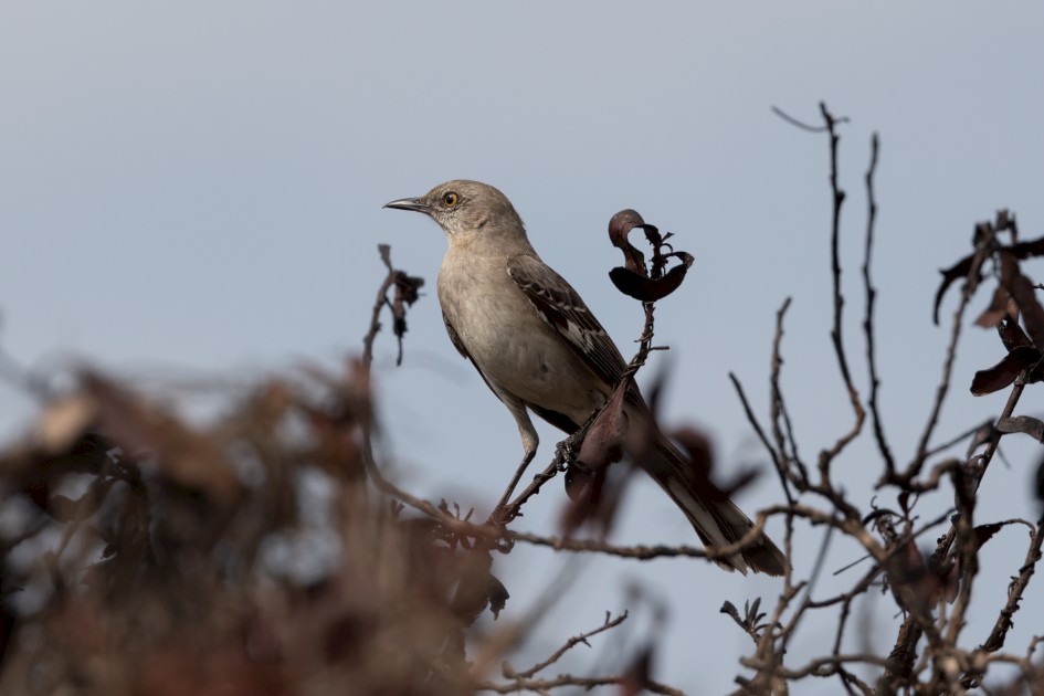 Northern Mockingbird, 1/2500 sec, f/7.1, 500 mm, ISO 500