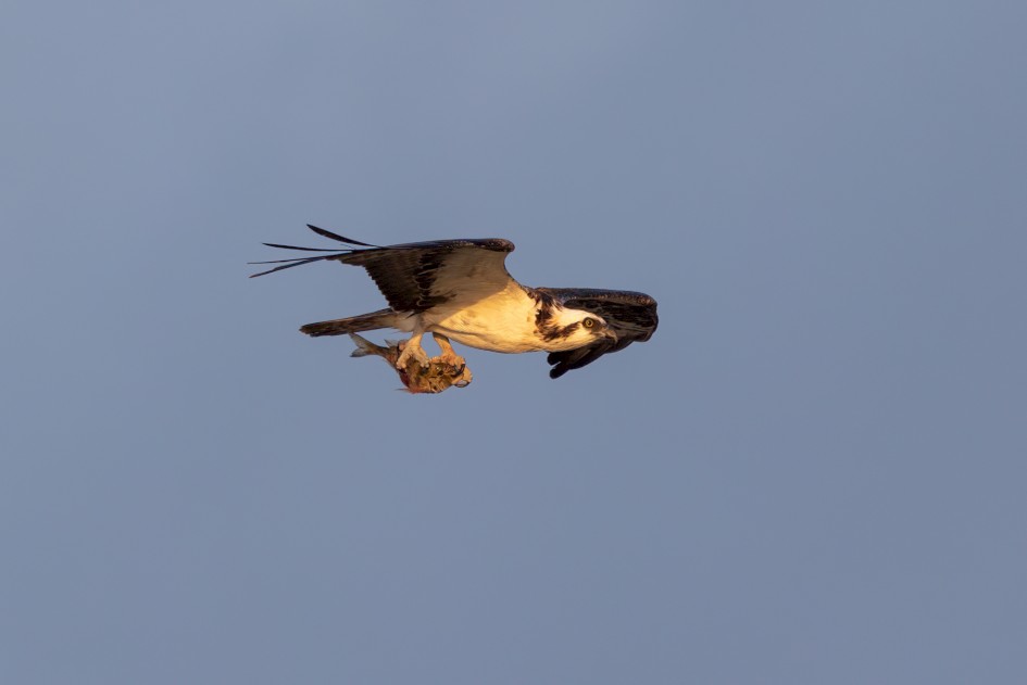 Osprey-, 1/500 sec, f/7.1, 500 mm, ISO 320