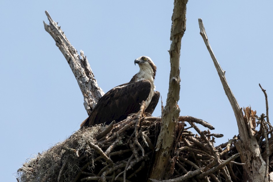 Osprey, 1/2500 sec, f/7.1, 500 mm, ISO 800