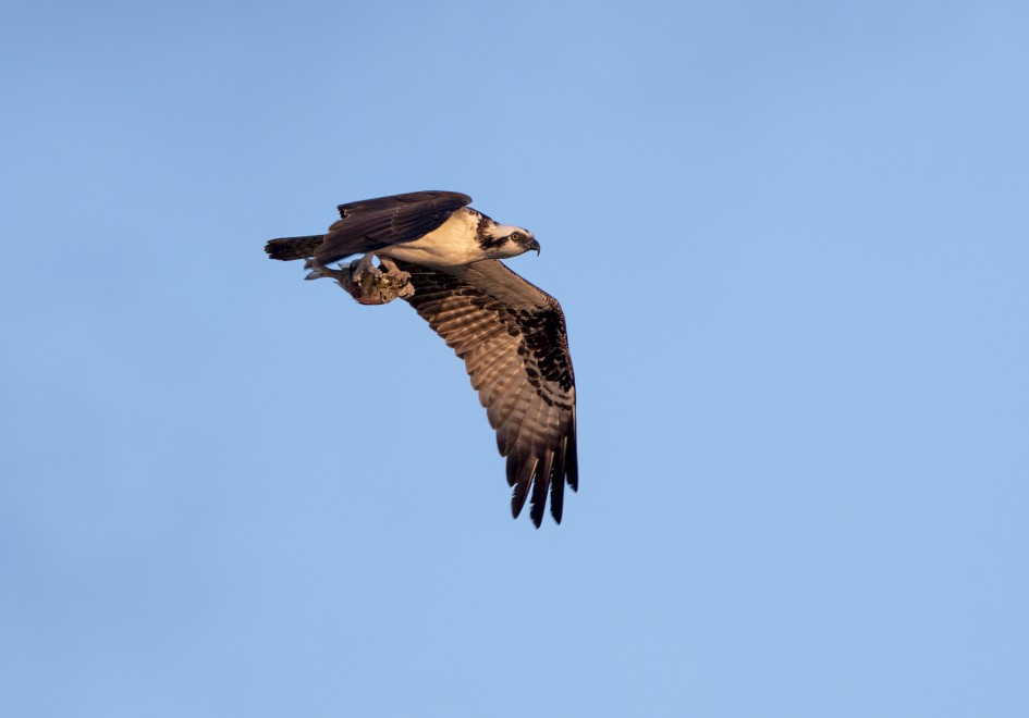 Osprey , 1/500 sec, f/7.1, 500 mm, ISO 320