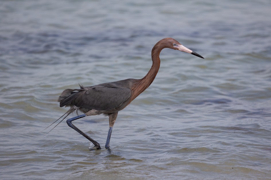Reddish Egret, 1/2000 sec, f/5.6, 363 mm, ISO 320