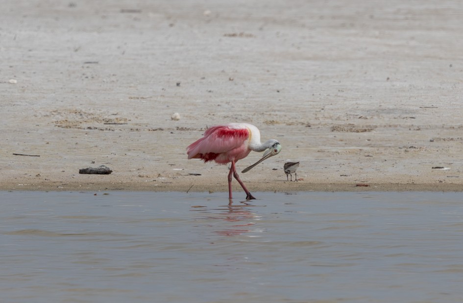 Roseate Spoonbill, 1/2500 sec, f/7.1, 500 mm, ISO 320