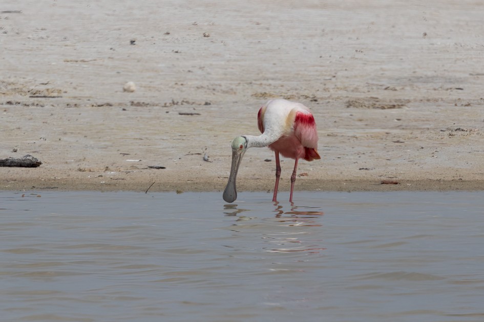 Roseate Spoonbill , 1/2000 sec, f/7.1, 500 mm, ISO 250