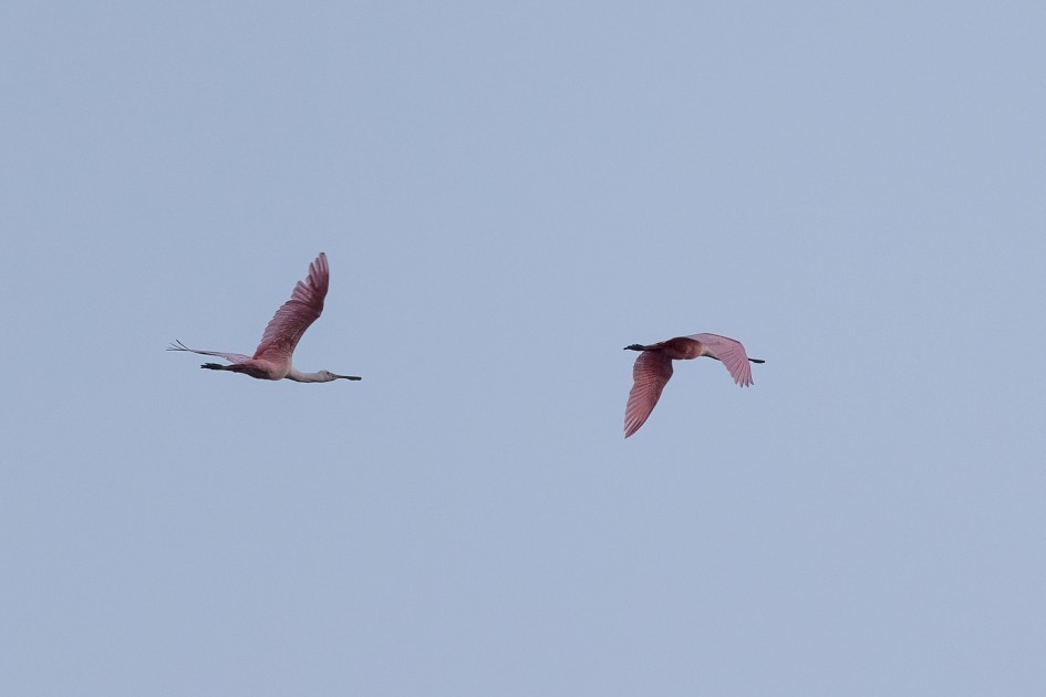 Roseate Spoonbills, 1/500 sec, f/7.1, 500 mm, ISO 800