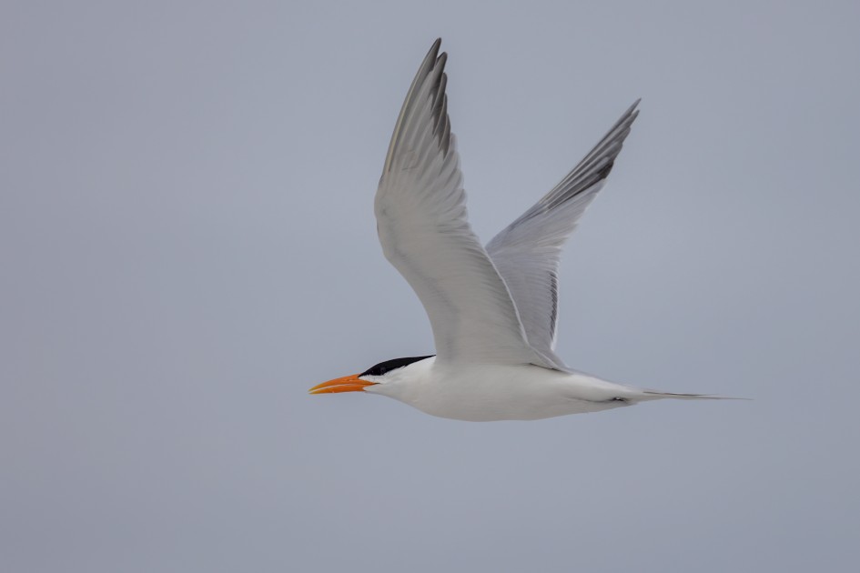 Royal Tern-, 1/2500 sec, f/7.1, 500 mm, ISO 250