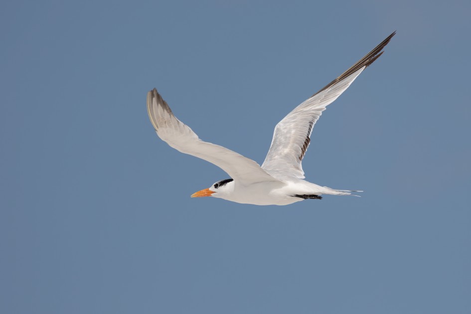 Royal Tern, 1/2000 sec, f/7.1, 500 mm, ISO 250