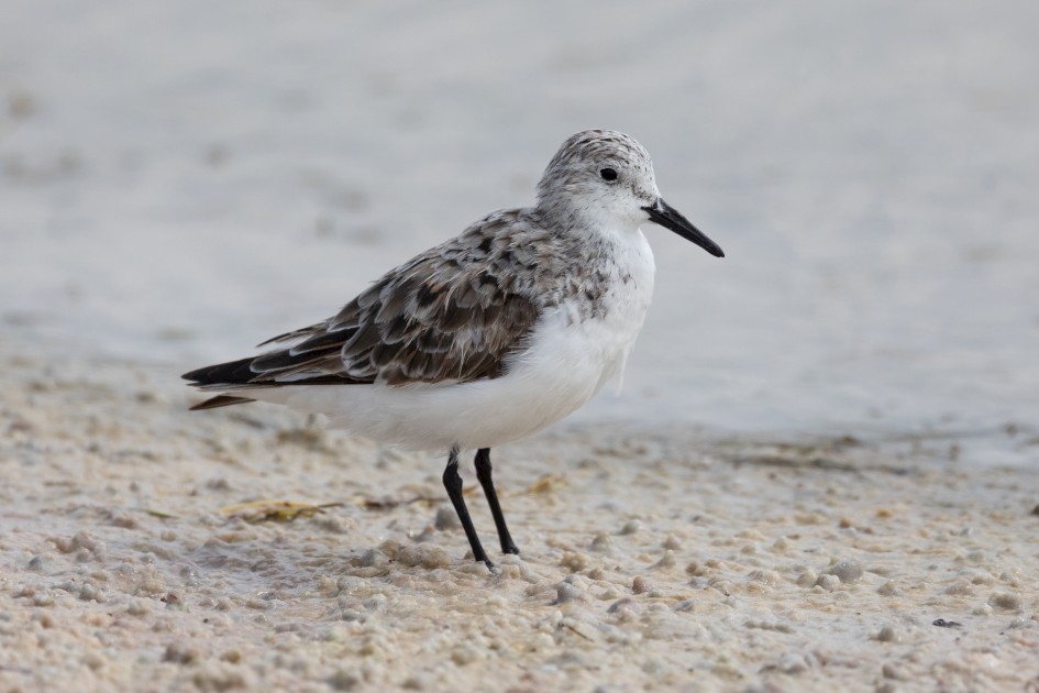 Sanderling, 1/2000 sec, f/7.1, 500 mm, ISO 500