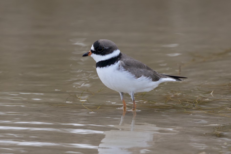 Semipalmated Plover-, 1/500 sec, f/7.1, 500 mm, ISO 320