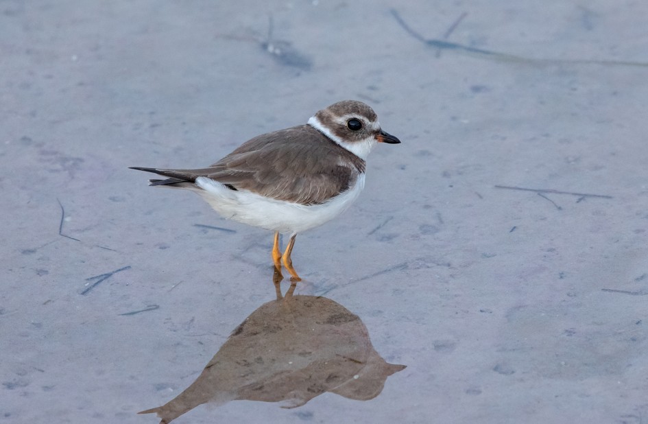 Semipalmated Plover, 1/80 sec, f/7.1, 500 mm, ISO 4000