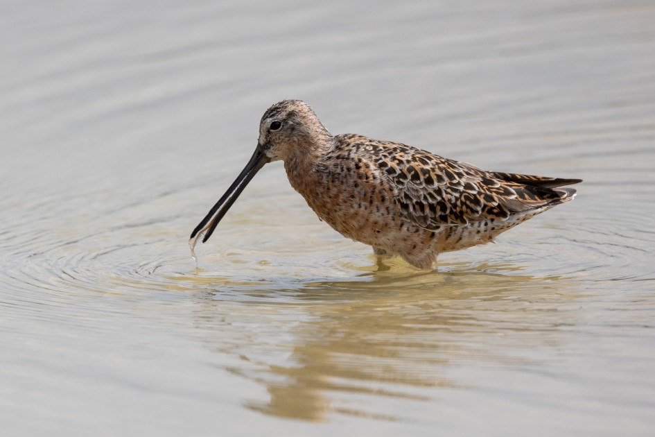Short-billed Dowitcher, 1/2000 sec, f/7.1, 500 mm, ISO 400