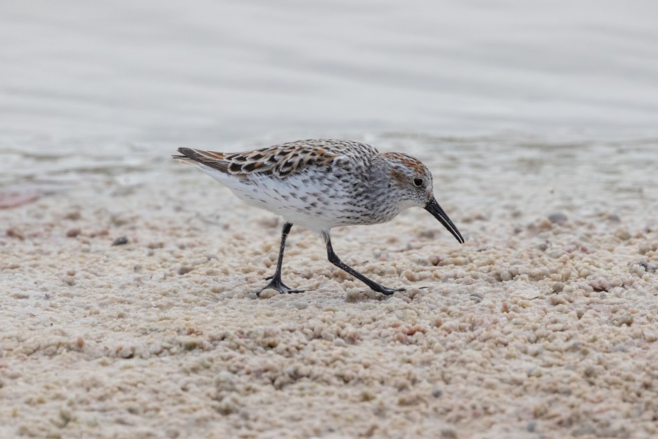 Western Sandpiper, 1/2500 sec, f/7.1, 500 mm, ISO 1000