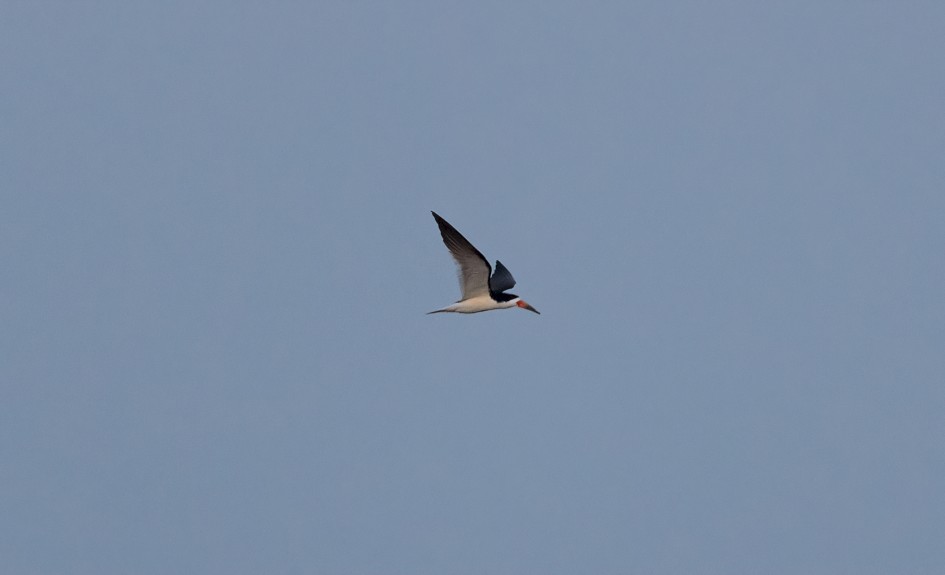 Black Skimmer , 1/640 sec, f/7.1, 500 mm, ISO 5000