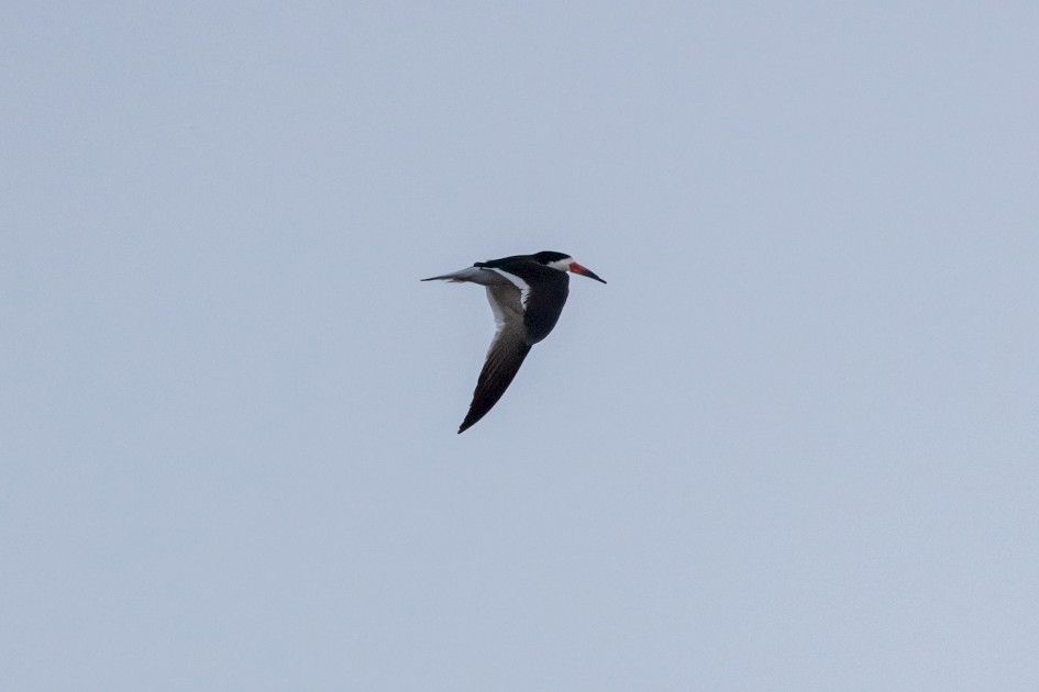 Black Skimmer , 1/640 sec, f/7.1, 500 mm, ISO 2500