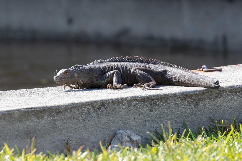 Green Iguana , 1/640 sec, f/7.1, 500 mm, ISO 400