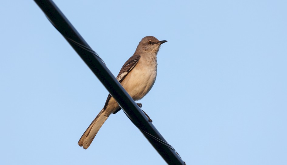Northern Mockingbird, 1/1 sec, f/9.1, 500 mm