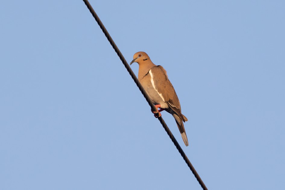 White-winged Dove , 1/640 sec, f/7.1, 500 mm, ISO 320
