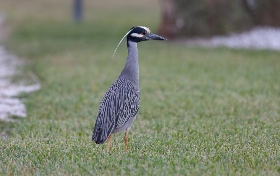 Yellow-crowned Night Heron, 1/60 sec, f/7.1, 500 mm, ISO 1000