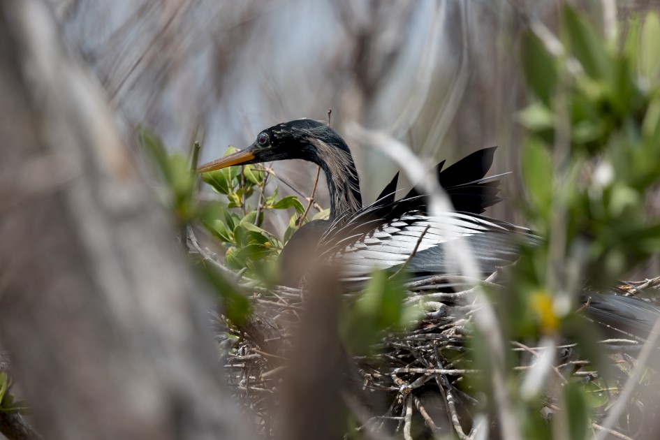 Anhinga, 1/500 sec, f/7.1, 500 mm, ISO 160
