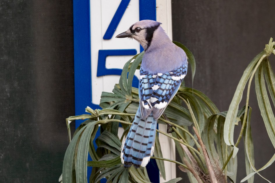 Blue Jay, 1/640 sec, f/7.1, 500 mm, ISO 2000