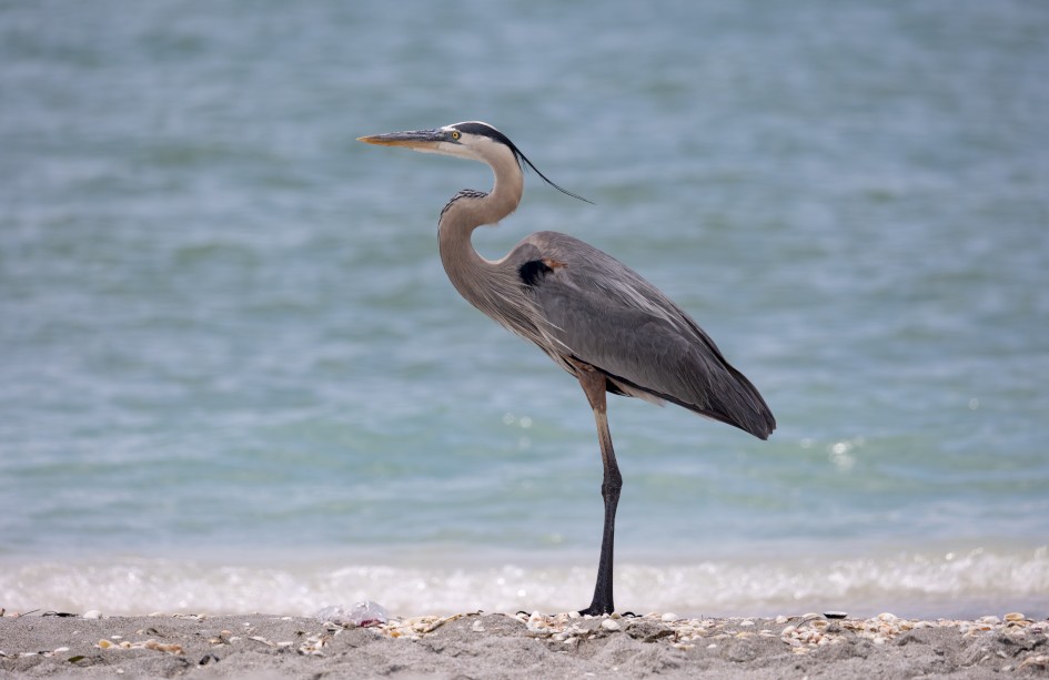 Great Blue Heron, 1/1000 sec, f/5.6, 324 mm, ISO 100