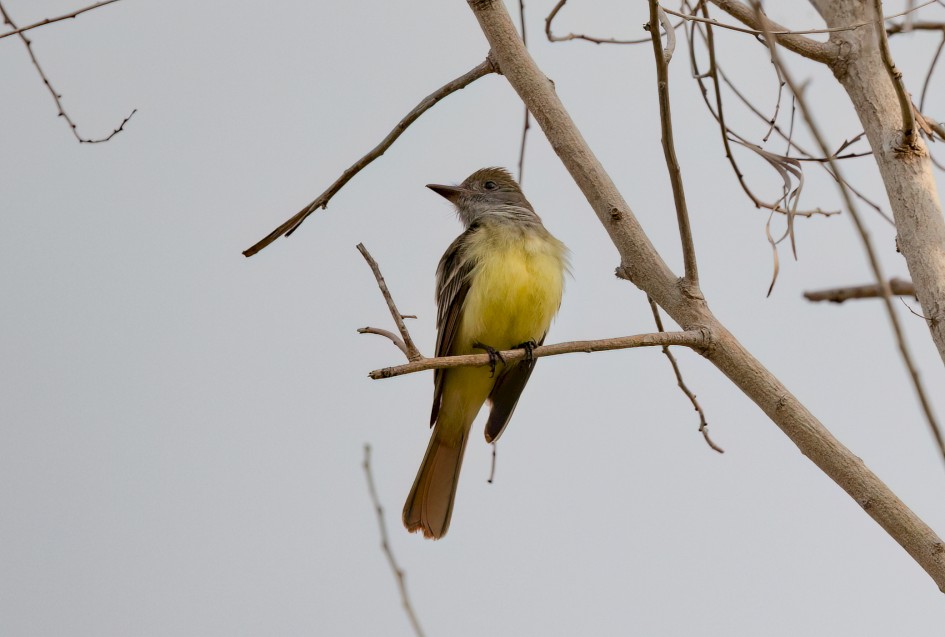 Great Crested Flycatcher, 1/640 sec, f/7.1, 500 mm, ISO 250